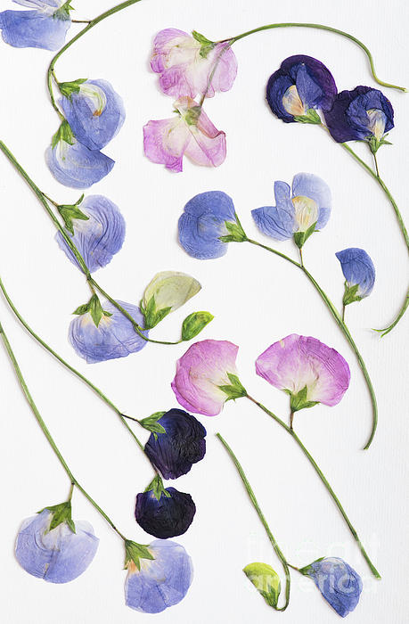 Pressed Dried Flowers by Tim Gainey