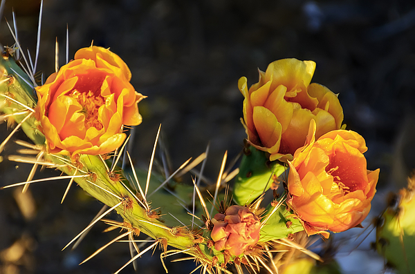 Prickly Pear Flowers H48 Photograph