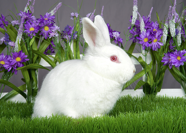 Bunny albino best sale