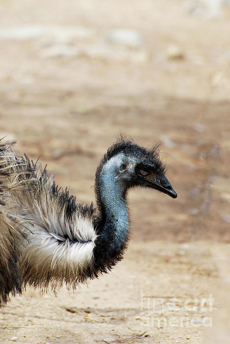 Profile of an Emu with an S Curve in His Neck Zip Pouch by DejaVu Designs -  Pixels