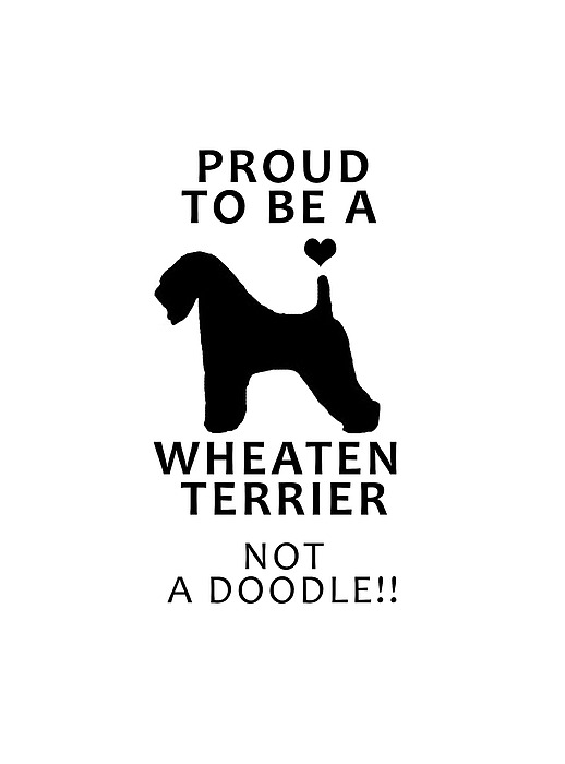 Proud To Be A Wheaten Photograph