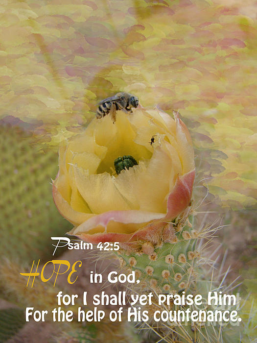 Psalm 42 5 Hope by Beverly Guilliams