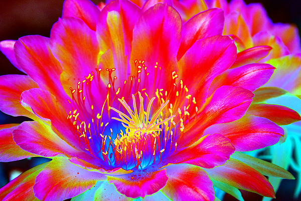 Psychedelic Pink Flower Photograph