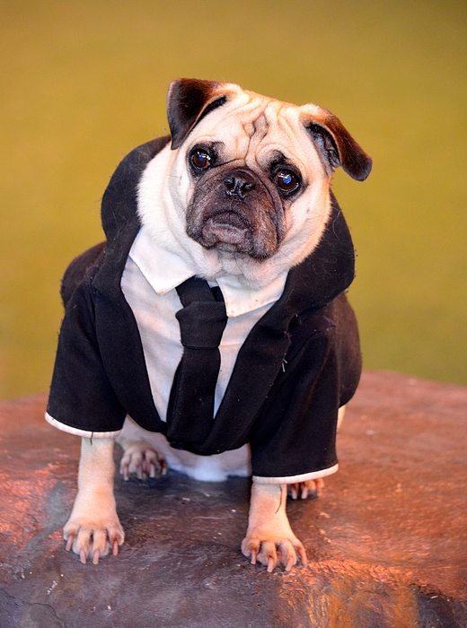 Richard Bryce and Family - Pug as Frank from Men in Black