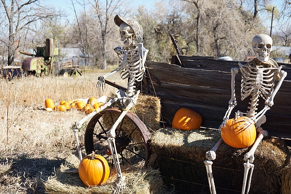 Pumpkin best sale skeleton sweatshirt