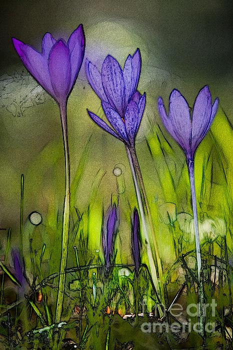 Jean Bernard Roussilhe - Purple Crocus Flowers