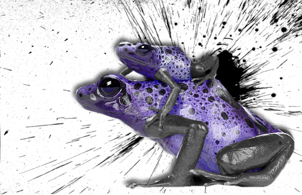 Tree Frog Poison Dart Frogs Purple Frog.