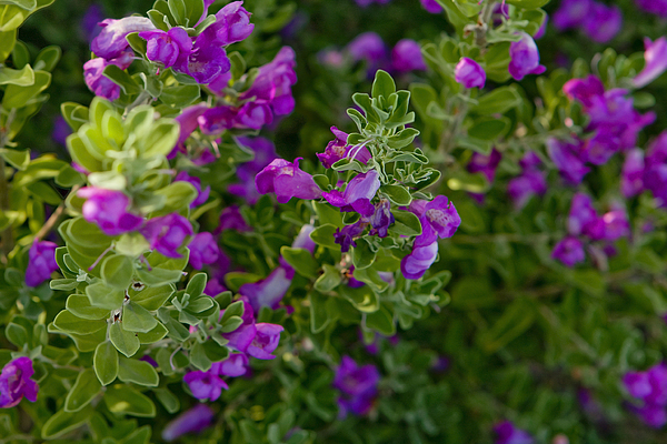 Purple Flowers Of Arizona by Olga Yakimenko