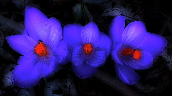Beautiful Blue Purple Spring Crocus Blooms Photograph