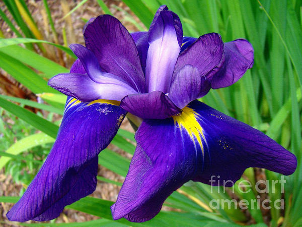 Sue Melvin - Purple Iris Beauty