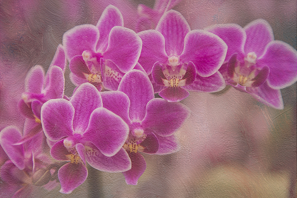 Lindley Johnson - Purple Orchids