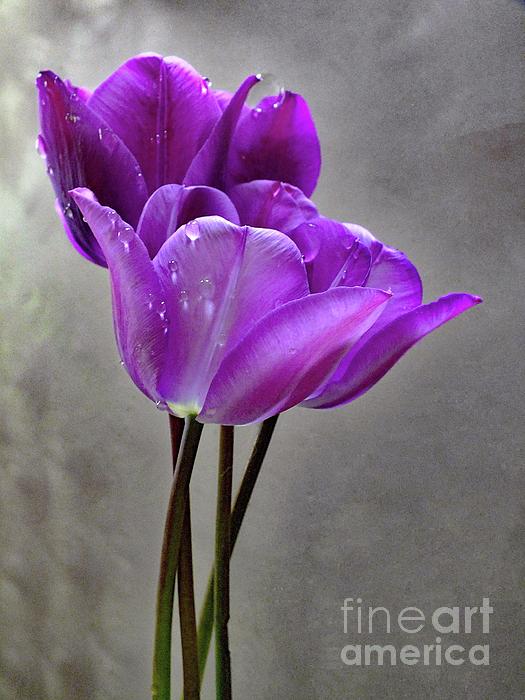 Cindy Treger - Purple Rain - Tulips