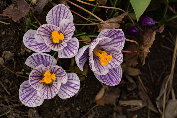 Georgia Mizuleva - Purple Stripes and Golden Hearts - Crocus Harbingers of Spring
