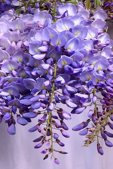 https://images.fineartamerica.com/images/artworkimages/medium/1/purple-wisteria-flowers-gill-billington.jpg