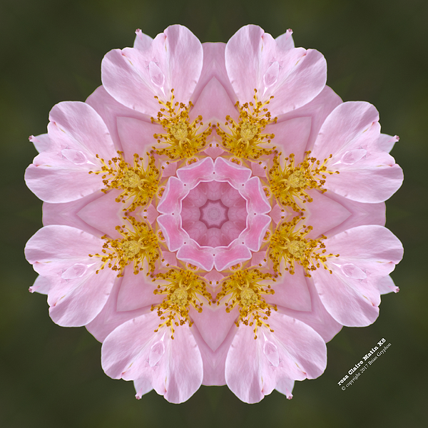 Flower Digital+art