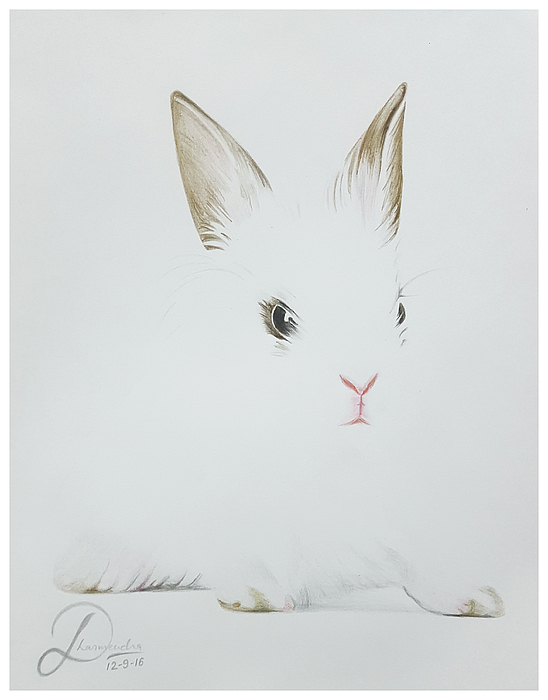 Wild Rabbit pencil drawing — Steemit