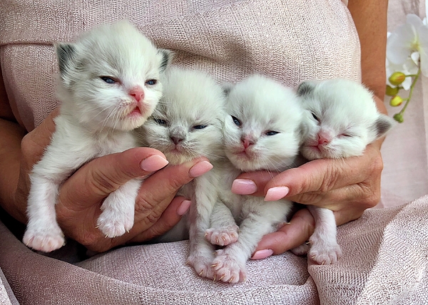 Baby ragdoll sale kittens