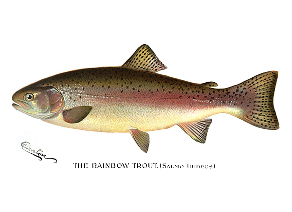 Rainbow Trout Tapestry by Mountain Dreams - Fine Art America