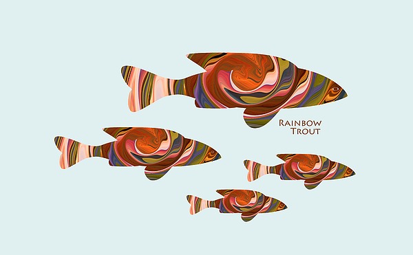 Rainbow Trout Photograph