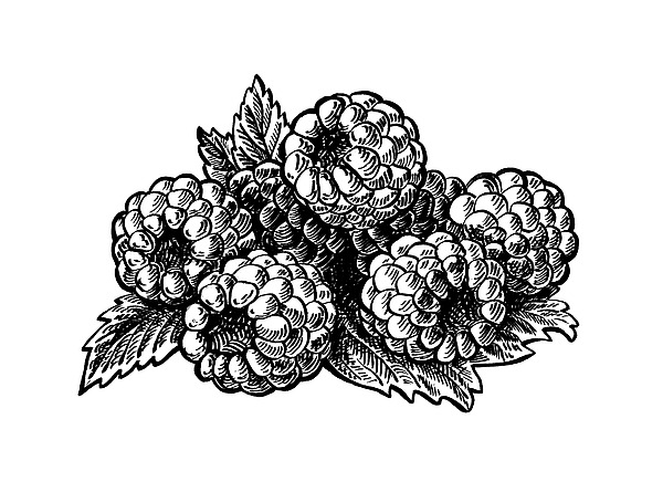 Raspberries Image Painting