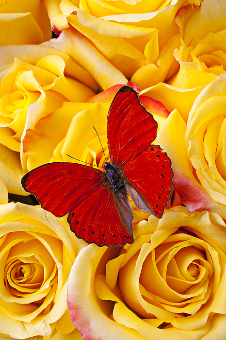 Garry Gay - Red butterfly with yellow roses