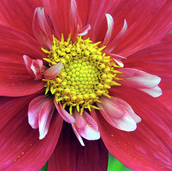 Dahlia Rich Red and White Bath Towel