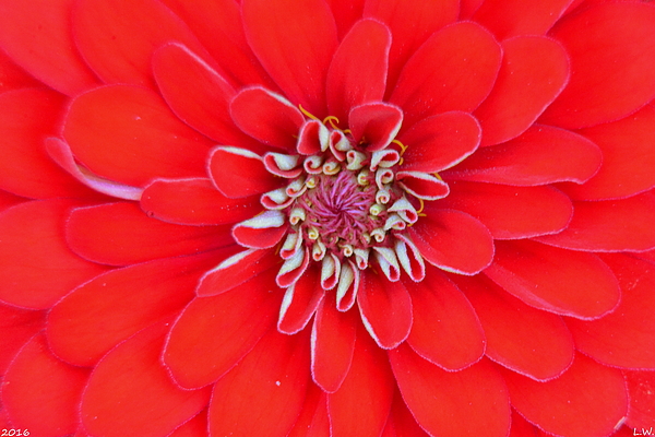 Dahlia Rich Red and White Bath Towel