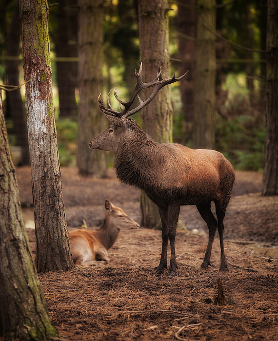 iphone red deer