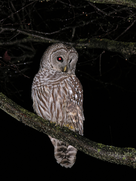 Red Eye Owl by Nootka Sound