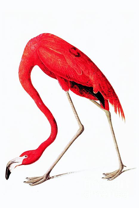 Red Flamingo From Audubon Digital Art