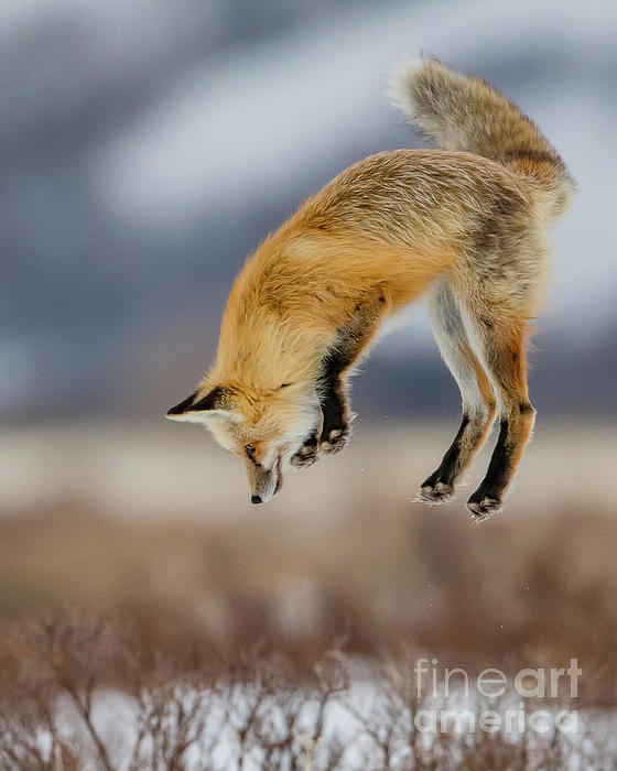 Grand Teton National Park Art