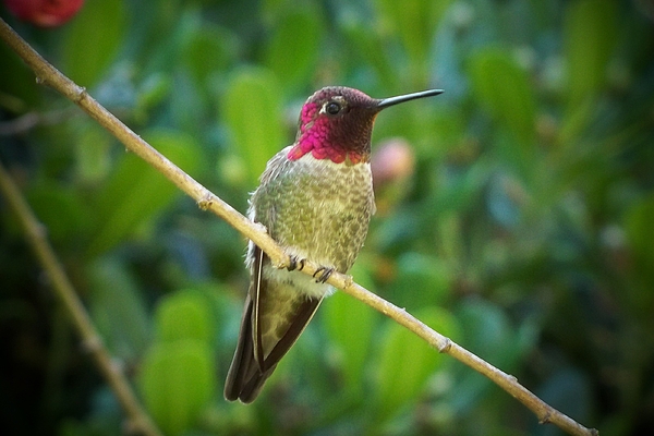 Wildlife Photographs