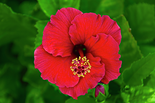 Red Hibiscus H11 Photograph