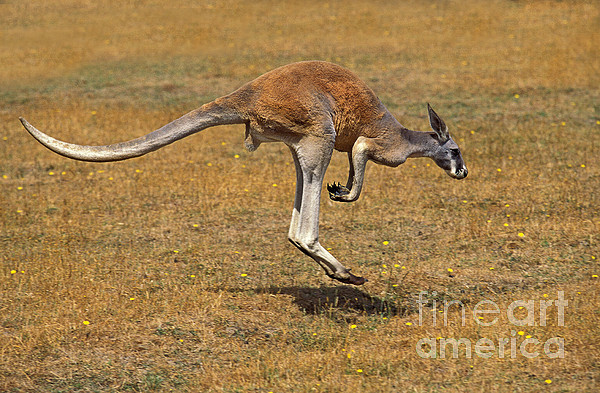 The red kangaroo - Macropus rufus Yoga Mat