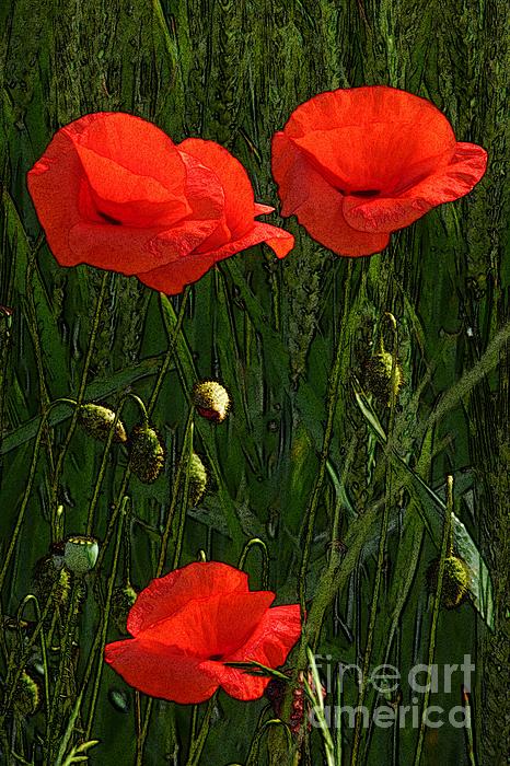 Jean Bernard Roussilhe - Red Poppy Flowers In Grassland 3