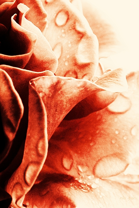 Mila Shale - Red rose 3