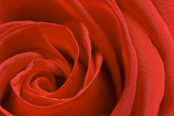 Bernice Williams - Red Rose