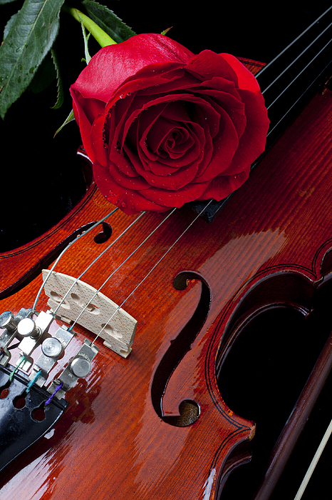 Garry Gay - Red Rose With Violin