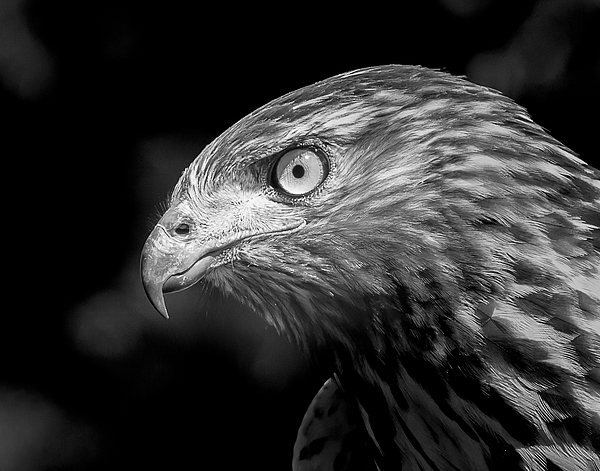 Red Tailed Hawk Concentration by Vicki Stansbury