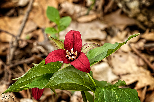 Trillium clearance pillow inserts