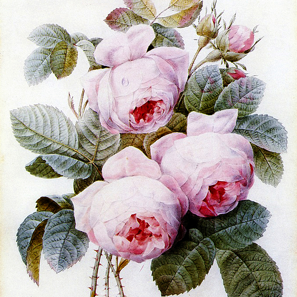 Redoute Roses Greeting Card by Bonnie Bruno