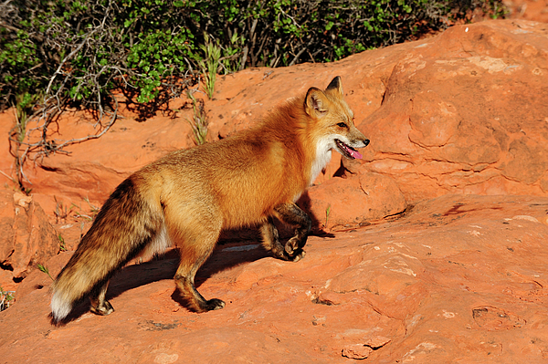 Redtailed Fox Photograph
