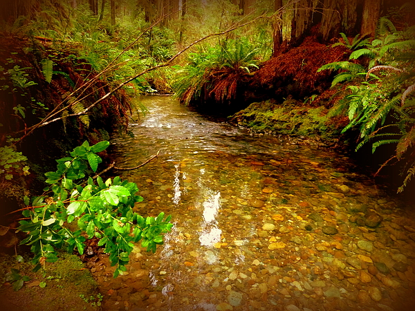 Cindy Wright - Redwood Stream Reflections
