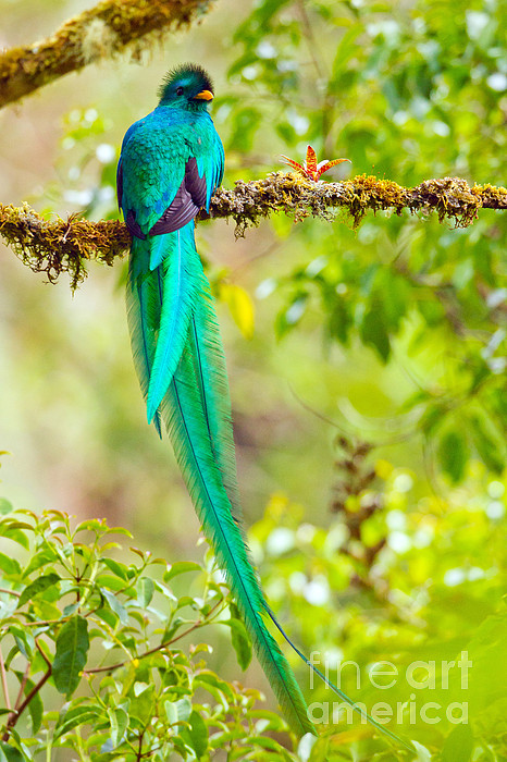 Resplendent Quetzal Puzzle For Sale By B G Thomson