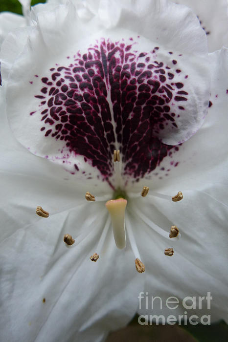 Jean Bernard Roussilhe - Rhododendron 2