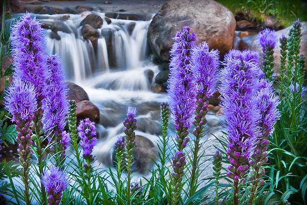 Rocky Mountain Wildflowers Photograph