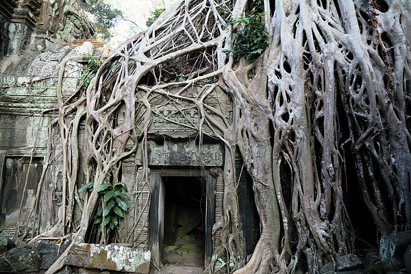 Michael Riley - Angkor Wat Cambodian Temple Root Covered Entrance