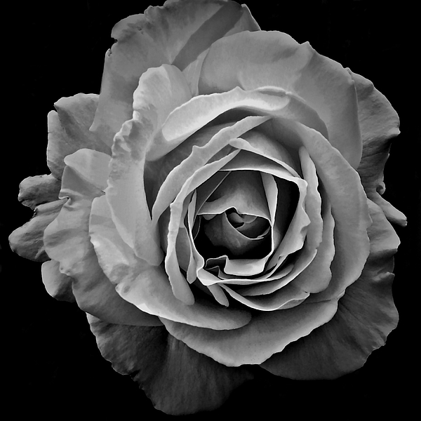 Patricia Strand - Rose in Black and White
