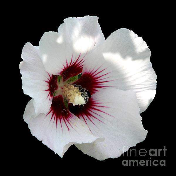 Rose Of Sharon Flower And Bumble Bee Photograph