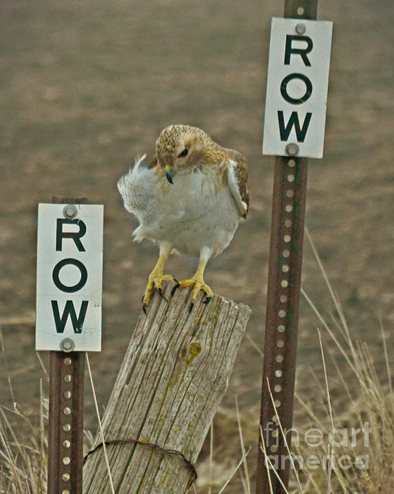 Row Hawk Row Spiral Notebook by Kathy M Krause Pixels